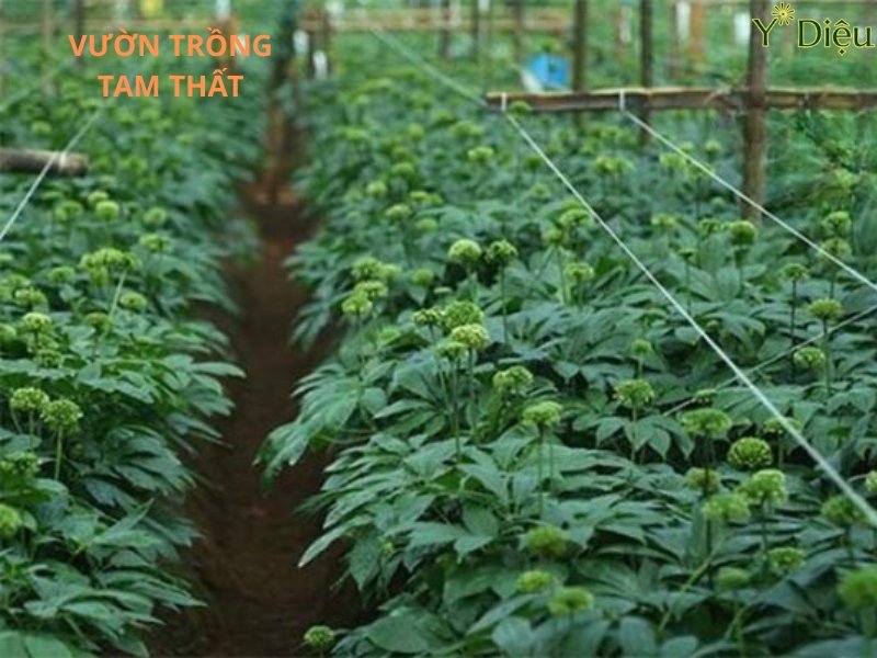 Vườn trồng  tam thất bắc đạt chuẩn chất lượng cao ở Việt Nam 